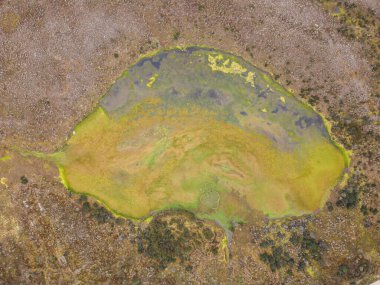 Kolombiya 'daki Paramo de Chingaza, kırılgan jones, espeletia grandiflora, Güney Amerika' daki Paramo 'nun yerel çiçekleri, Siecha Gölü.