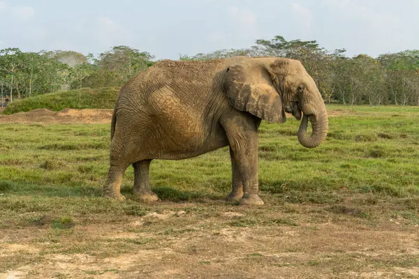 Африканские Слоны Диком Красивом Пейзаже — стоковое фото