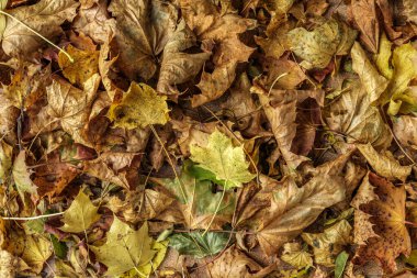 Düşen Sonbahar Altın ve Kahverengi Yapraklar Yerde İnsansız