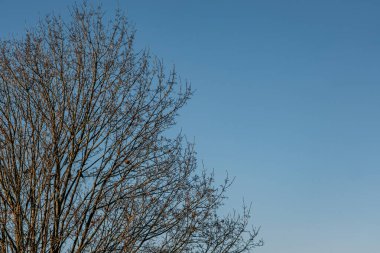 Soğuk bir kış sabahında yapraksız ağaçlar. İnsansız.