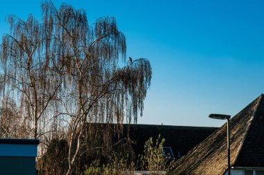 Soğuk bir kış sabahında yapraksız ağaçlar. İnsansız.