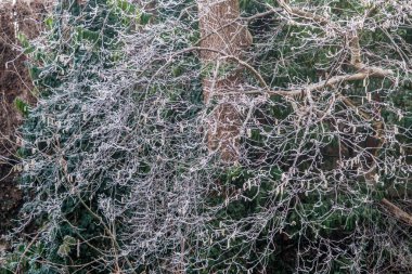 Trees With No Leaves Covered In A Heavy White Frost On A Winter Morning