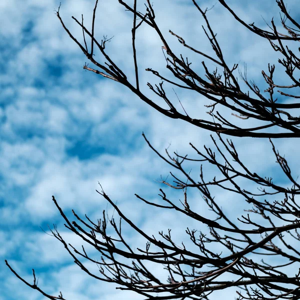 Tree Branches With No Leaves In Winter Against A Cloudy Blue Sky With No People