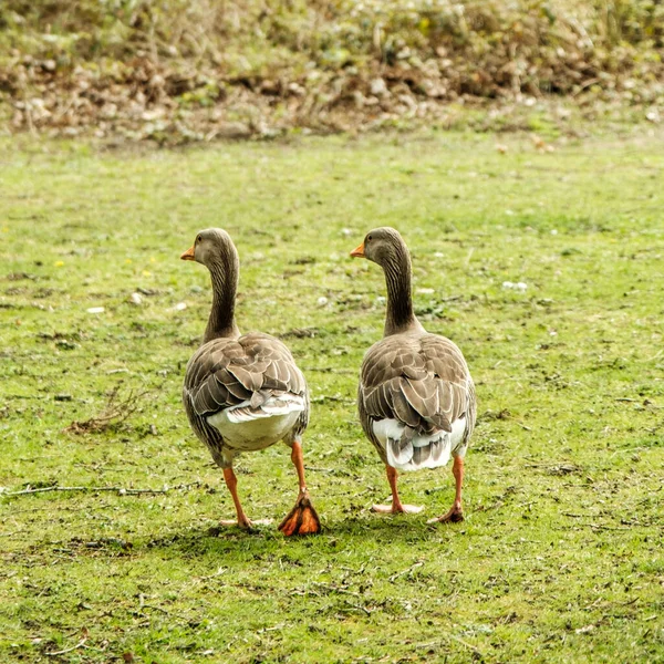 Δύο Wild Grey Geese Περπατώντας Μαζί Ένα Γρασίδι Χωρίς Ανθρώπους — Φωτογραφία Αρχείου
