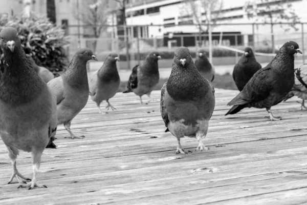 2023年5月18日 挪威桑拿斯 一群或成群的野鸽在没有人的桑拿斯港口的木板路上 — 图库照片