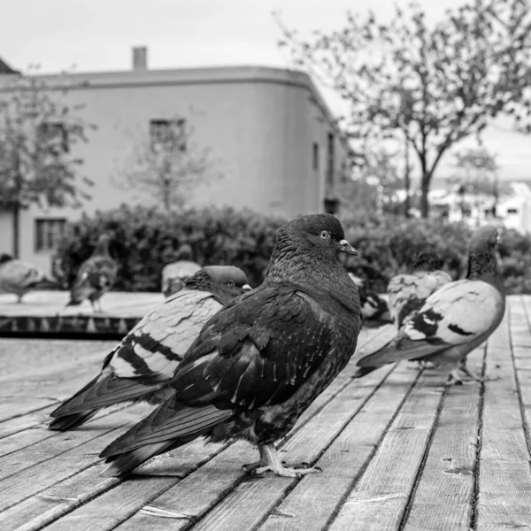 Sandnes Norsko Května 2023 Group Flock Wild Pigeons Boardwalk Sandnes — Stock fotografie