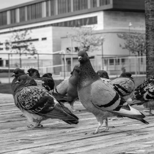 Sandnes Νορβηγία Μαΐου 2023 Group Flock Wild Pigeons Boardwalk Sandnes — Φωτογραφία Αρχείου