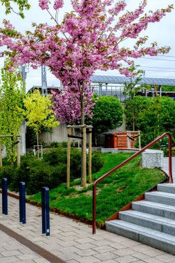 Sandnes, Rogaland, Norveç, 18 Mayıs 2023, Sandnes City Park Açık Alan ve Kaykay Parkı Renkli Ağaçlar ve İnsansız Bitkiler