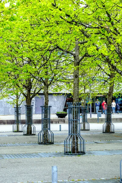 Stavanger Rogaland Norway May 2023 Young Trees Plantted Public Walestrian — Stock fotografie