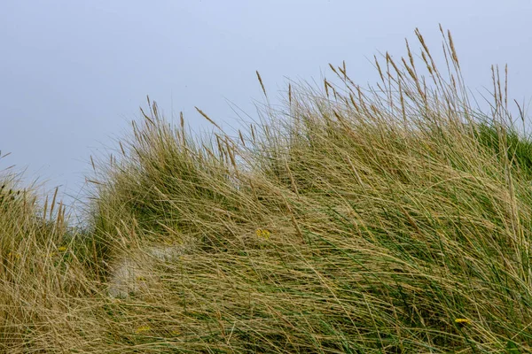 Olberg Olbergstranden Raege Norway May 2023 Long Grass Covered Natural — Stock Photo, Image