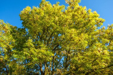 Londra, 30 Eylül 2025, Yaprakları Sonbaharda Altın Giden Yapraklarla Dayanıklı Zarif Ağaçlar