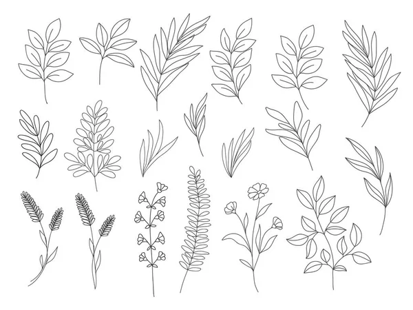 Clip Art Botanica Linea Arte Vettore Wildflowers Schizzo Foglie Rami — Vettoriale Stock