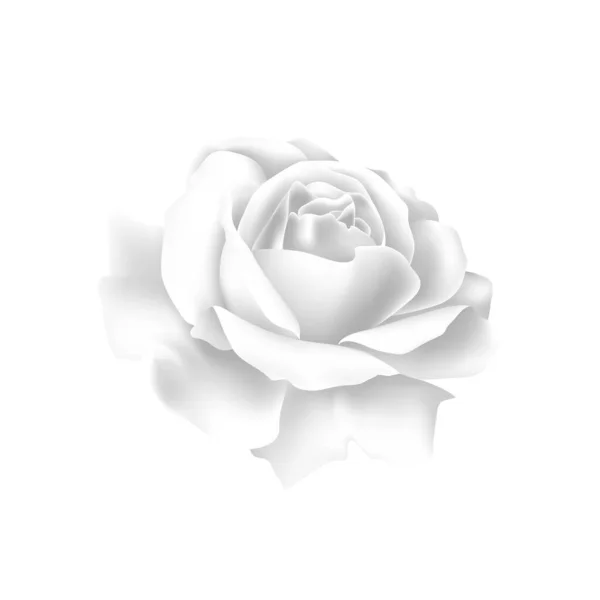 Bela Rosa Branca Fundo Branco Vetor Delicado Rosa —  Vetores de Stock