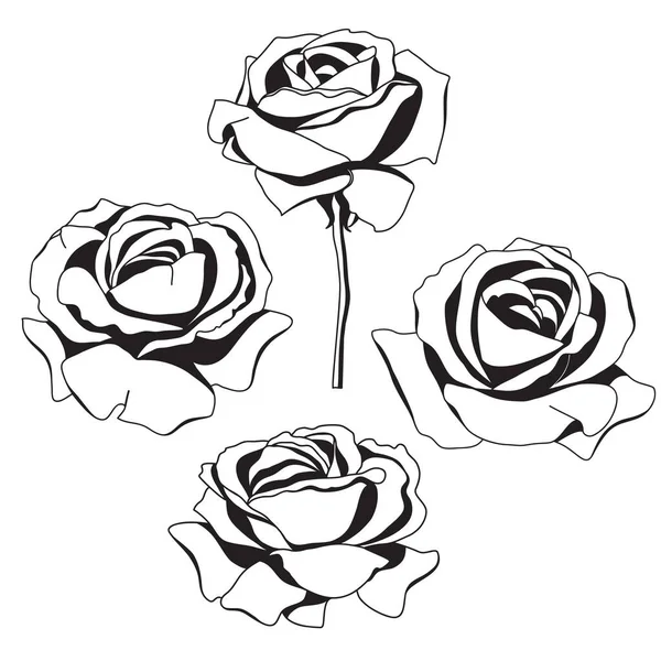 Conjunto Quatro Rosas Vectoras Preto Sobre Branco — Vetor de Stock