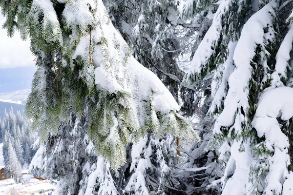 Alti Pini Verdi Ricoperti Neve Nella Foresta Invernale Montagna Natura — Foto Stock
