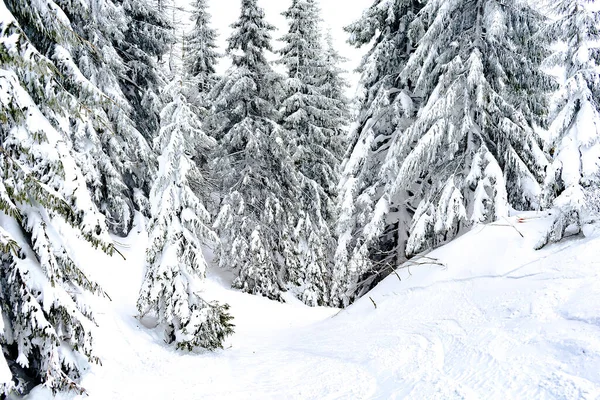 Зелені Високі Ялинові Сосни Покриті Снігом Зимових Лісах Горах Природи — стокове фото