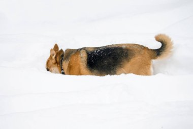 Şehir parkında ya da soğuk kış mevsiminde ormanda taze, yumuşak karda oynayan sevimli, neşeli bir köpek..