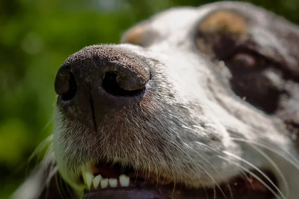 Макро Вид Собачьего Носа Крупным Планом Забавные Милые Черно Белые — стоковое фото