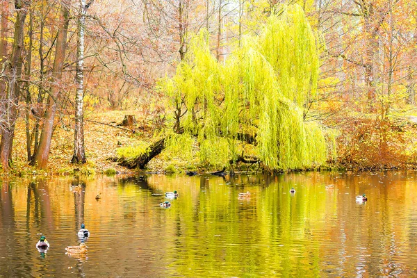 Landschaftlich Helle Landschaft Golden Bunt Herbst Herbst Weidenbaum Mit Langen Stockbild