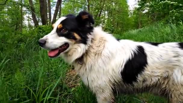 Σκύλος Στο Πράσινο Φρέσκο Γρασίδι Στην Πίσω Αυλή Του Σπιτιού — Αρχείο Βίντεο