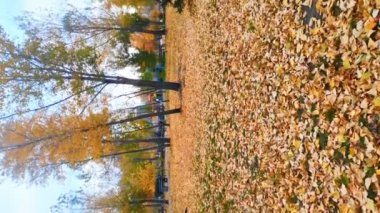 Sonbahar güzel manzaralı şehir parkı doğası, çok renkli portakal ağacından yapraklar dökülüyor. Güzel ağaçlar ve rüzgarda uçuşan renkli yapraklar. Ruh hali doğa dikey görüntü videosu
