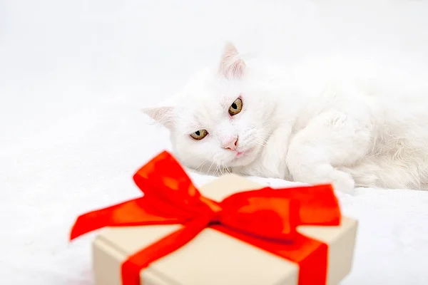 stock image Funny Cute beautiful white fluffy Angora cat lying on white blanket bed at home with gift box. Celebrating New Year,Christmas festive background card. domestic pet,mock up