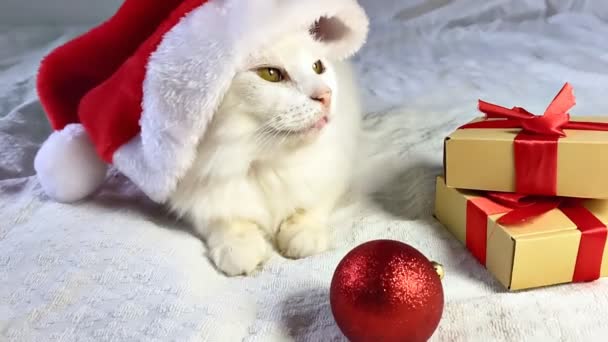 Funny Cute Красивый Рождественский Белый Пушистый Ангора Кот Рождественской Красной — стоковое видео