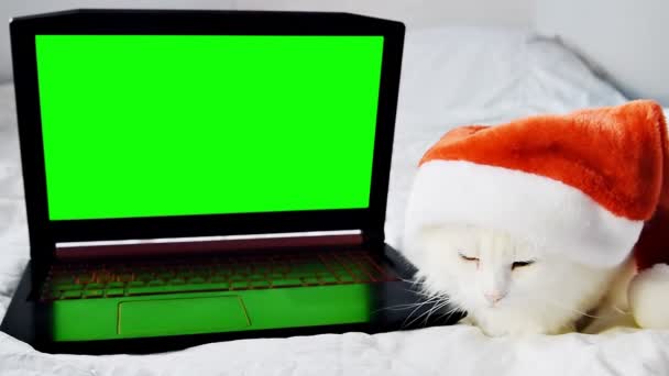 Vacker Vit Fluffig Angora Katt Jul Röd Santa Hatt Liggande — Stockvideo