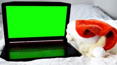 Noel Baba şapkalı güzel beyaz tüylü Angora kedisi evde yatar, yeşil ekranlı dizüstü bilgisayara bakar. Yeni yıl kutlaması kartı, evcil hayvan, maket, kedi yavrusu reklamı, krom anahtar.