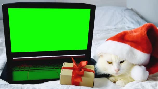 クリスマスの赤いサンタの帽子の美しい白いふわふわのアンゴラ猫は 自宅でベッドの上に横たわって 緑の画面を持つラップトップに見えます 新年のお祝いカード 国内ペット モックアップ 猫の広告 クロマキー — ストック動画