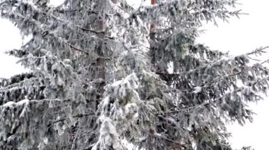 Yeşil yüksek çam ağaçları karla kaplı kış ormanlarında dağlar, doğa, köy kırsallarında, sakin kırlarda. Kozalaklı ağaçlar. Eko kavramı..