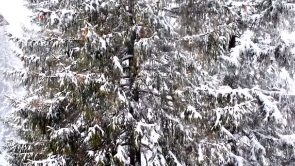 Green High Spruce Pine Trees Covered Snow Winter Coniferous Forest — Vídeo de Stock