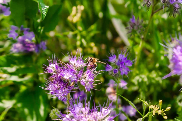 Close up of small bee bumblebee on purple blooming flower plant in meadow field. macro nature banner in summer in spring of honeybee with copy space. wildlife postcard background.