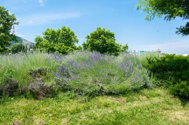 Scenic beautiful view panorama of bright purple violet lavender flower bed in city park in summer sunny day, nature colorful landscape.