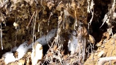 Glacial meltdown in spring sunshine. Closeup view of huge ice, melting icicles snow drops glitters in warm bright sunny day, into beautiful clear frozen water dripping fast from snow on dirt ground.