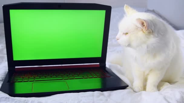 美しい白いふわふわアンゴラ猫は自宅でベッドの上に横たわって 緑の画面クロマキーとラップトップコンピュータに見えます — ストック動画