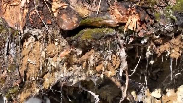 Glacial Meltdown Spring Sunshine Closeup View Huge Ice Melting Icicles — Stockvideo