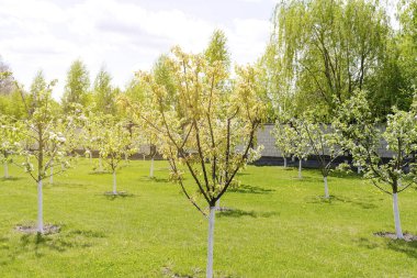 Blooming apricot, apple, pear, cherry trees garden at spring, pink white flowers plant blossom on branch macro in backyard in sunny day close up. nature beautiful landscape.
