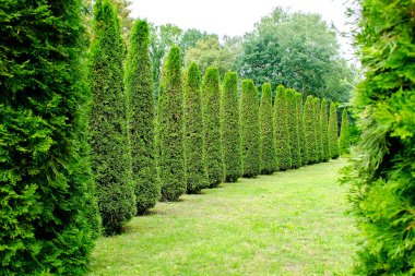 Köy evinde yeni biçilmiş uzun, yeşil dekoratif beyaz sedir ağaçları. Şehir parkında bir sürü taze sedir ağacı. Peyzaj tasarımı ve bahçıvanlık kavramı.