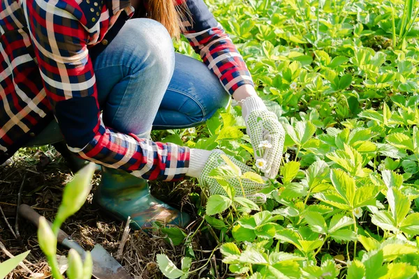 stock image Woman farmer planting strawberries seedling plants,shoots,runner on bed of soil in spring garden.agriculture and propagating,care for plants, preparation for autumn and winter,cultivate,transplant.