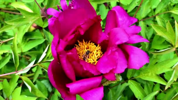 줄무늬 호박벌 풍뎅이 초원에 풀밭에서 꽃피는 벚꽃에 꽃가루 화밀을 모으고 — 비디오