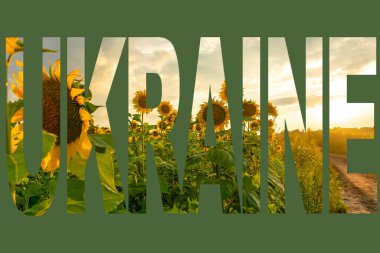 Yaz günü gün batımında güzel ayçiçeği tarlaları. Zengin hasat, tarım konsepti. Çiçek açan sarı çayır çiçeği. Petrol üretimi için olgunlaşmış bitkiler. Çayırlar, doğa, kırsal Ukrayna manzarası..