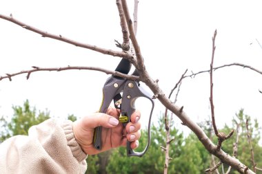 Kadın bahçıvan, elinde makas, elinde makas, yeşil bahçe, bahçe ve avluda meyve ağacı dalları kesen kadın bahçıvan elleri. Bahçe tarım çiftçiliği bahar mevsiminde yapılır..