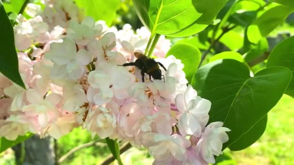 Пчелиный Шмель Собирает Нектар Розовом Цветке Лилового Дерева Зеленом Ландшафте — стоковое видео