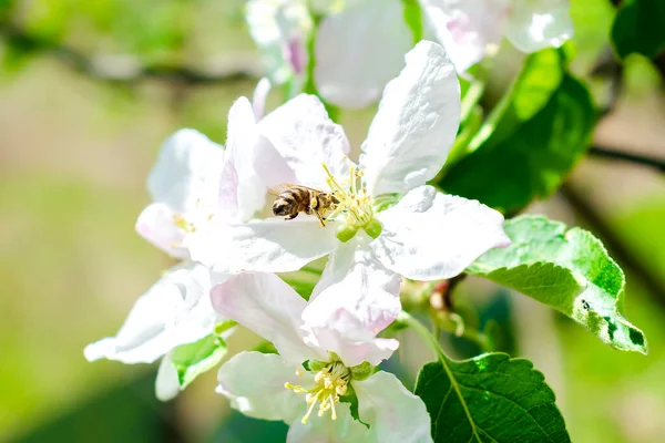 Bumblebee picking nectar on white flower of apple, cherry, apricot tree in green garden.macro nature landscape in summer, spring of honey bee. wildlife postcard.