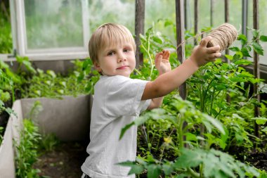 Tatlı sarışın çocuk serada domates bitkilerini bağlıyor. Eğlenceli bebek bakıcılığı yaz tatillerinde arka bahçedeki kır evinde çiftçilik yapıyor. Bitkilerle ilgileniyor..