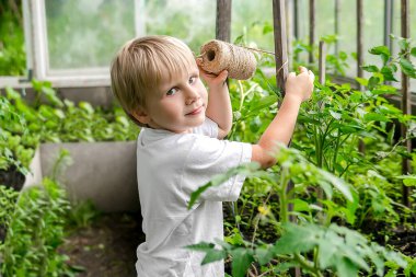 Tatlı sarışın çocuk serada domates bitkilerini bağlıyor. Eğlenceli bebek bakıcılığı yaz tatillerinde arka bahçedeki kır evinde çiftçilik yapıyor. Bitkilerle ilgileniyor..