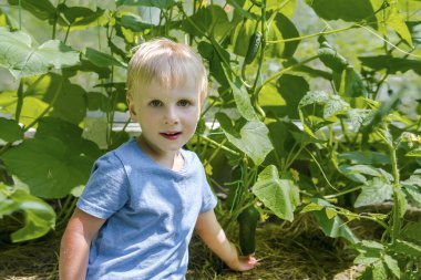 Şirin küçük çocuk serada salatalık topluyor. Bebek bakıcılığı yaz tatillerinde arka bahçedeki kır evinde tarım, bitkilerle ilgilenmek..