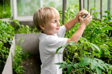 Tatlı sarışın çocuk serada domates bitkilerini bağlıyor. Eğlenceli bebek bakıcılığı yaz tatillerinde arka bahçedeki kır evinde çiftçilik yapıyor. Bitkilerle ilgileniyor..