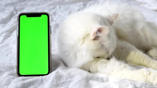 美しいかわいい白いふわふわのアンゴラ猫は自宅でベッドの上に横たわり 自体を掃除し 緑色のスクリーンキーでモバイルスマートフォンに見えます 家庭用ペット モックアップ 猫の子猫のための商品の広告 — ストック動画